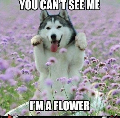 flower-husky-470x462.jpg