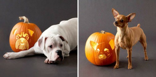 Dogs with carved pumpkins