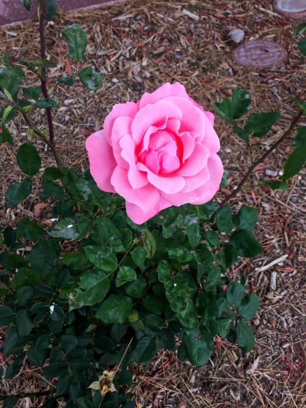 A single pink rose on a rose bush.