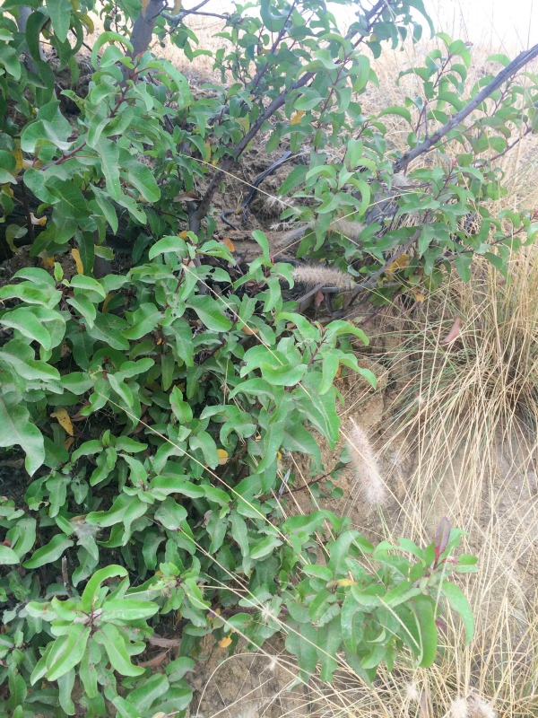 A small snake hiding in the bushes.