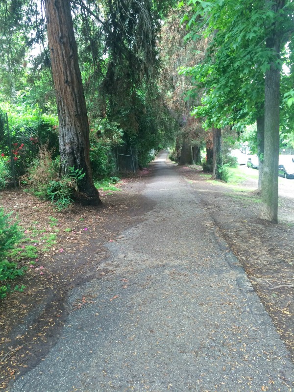 A paved path with large trees on either side.