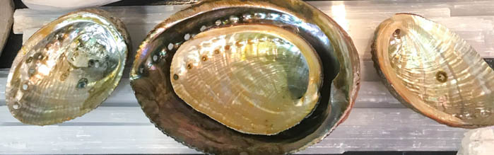 Four abalone shells laying on selenite wands.